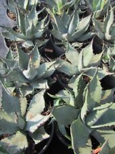 Agave havardiana chisos gebraucht kaufen  Wuppertal