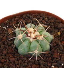 Echinocactus horizonthalonius  usato  Napoli