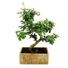 Bonsai fürs zimmer gebraucht kaufen  Zweibrücken