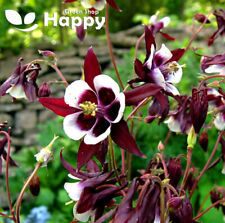 Columbine william guinness for sale  DONCASTER