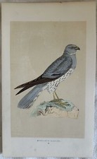 Morris montagu harrier usato  Foligno