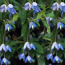 Sollya heterophylla bluebell for sale  UK