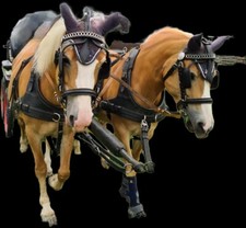 fahrsport gebraucht kaufen  Berg