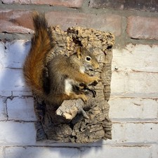 Vintage red squirrel for sale  Portville