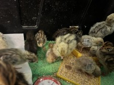 Button quails eggs for sale  Santa Clarita