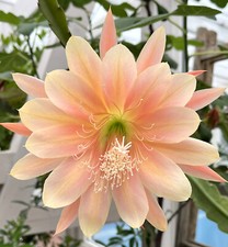Epiphyllum hybride epicactus gebraucht kaufen  Deutschland