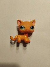 Petshop chat européen d'occasion  Saint-Marcellin