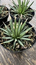 Agave albopilosa rare for sale  San Marcos