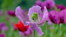 Poppy wild flower for sale  UK