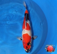 Imported japanese koi for sale  La Center