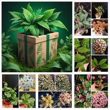 Surprise plant box. for sale  NOTTINGHAM