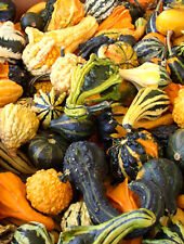 Flower gourd ornamental for sale  SALISBURY