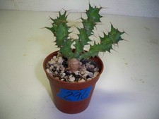 296 euphorbia groenewaldii for sale  El Cajon