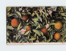 Postcard naval oranges for sale  Almond