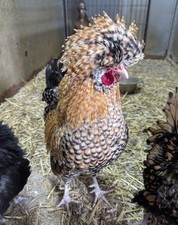 Rare frizzle creole for sale  ST. AUSTELL