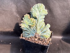 Myrtillocactus geometrizans cv usato  Massafra