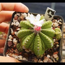 Aztekium ritter cactaceae d'occasion  Expédié en Belgium