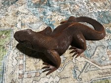 komodo dragon for sale  Manchester