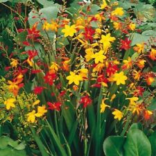 Crocosmia mixed color for sale  Russell