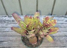 Neoregelia pheasant rare for sale  Homestead