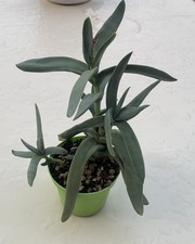 crassula usato  Monte San Vito