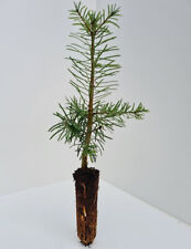 Noble fir trees for sale  INVERNESS