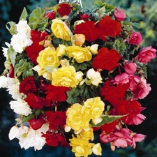 Begonia pendula trailing for sale  WOLVERHAMPTON
