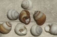 Pcs land snail for sale  PONTEFRACT