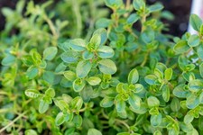 Pot thyme aromatic for sale  TELFORD