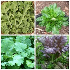 Organic leafy greens for sale  Alexandria