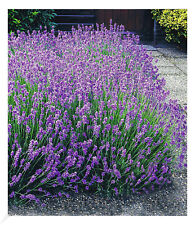 Winterharte stauden lavendel gebraucht kaufen  Bensheim