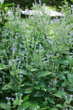 Scutellaria incana helmkraut gebraucht kaufen  Westerstede