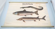 Alte ddr rollkarte gebraucht kaufen Alte ddr rollkarte gebraucht kaufen  Salzatal