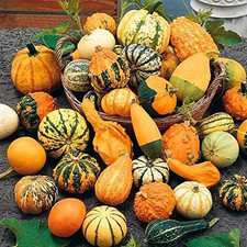 Ornamental pumpkin mix for sale  Denver