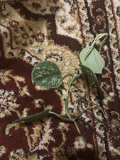 Satin pothos for sale  STAFFORD