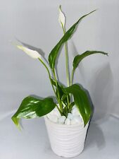 Peace lily indoor for sale  SOUTHAMPTON