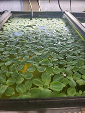 Dwarf water lettuce for sale  LONDON