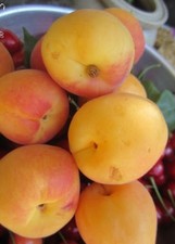 Abricotier prunus armeniaca d'occasion  Metz-