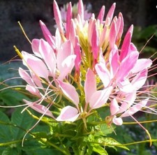 Cleome rose queen for sale  BARKING