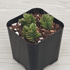 Succulent live plant for sale  San Jose
