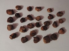 Baobab samen madagaskar gebraucht kaufen  Berlin