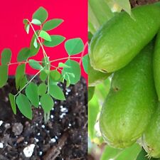 Bilimbi averrhoa seedling for sale  Jupiter