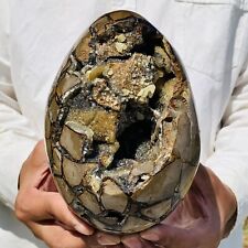 5.98lb natural turtle for sale  Burlington