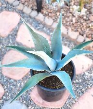 Landscape quality blue for sale  Buckeye
