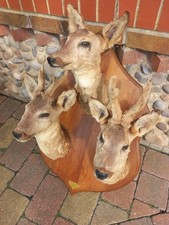 Taxidermy trio roe for sale  HARTLEPOOL