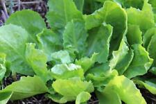 Endive seeds escarole for sale  Deltona