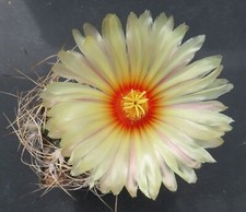 3641. astrophytum senile for sale  YORK