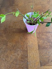 White star jasmine for sale  Anaheim