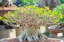 Rare exotic desert for sale Rare exotic desert for sale  Russell