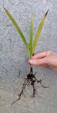 Trachycarpus fortunei hardy for sale  FOLKESTONE